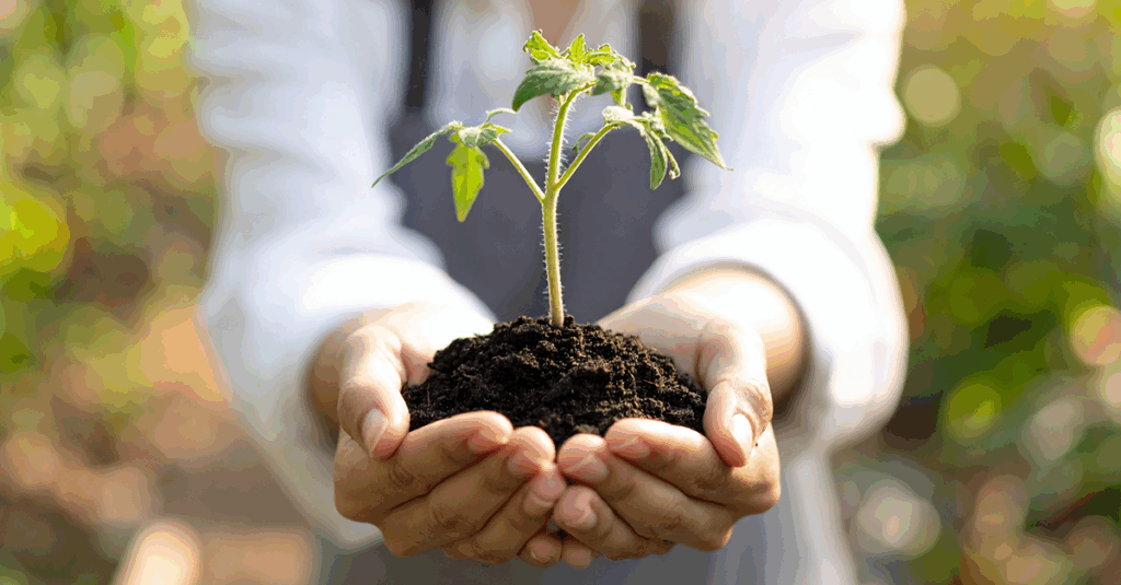 tomato-seedling-hands-soil